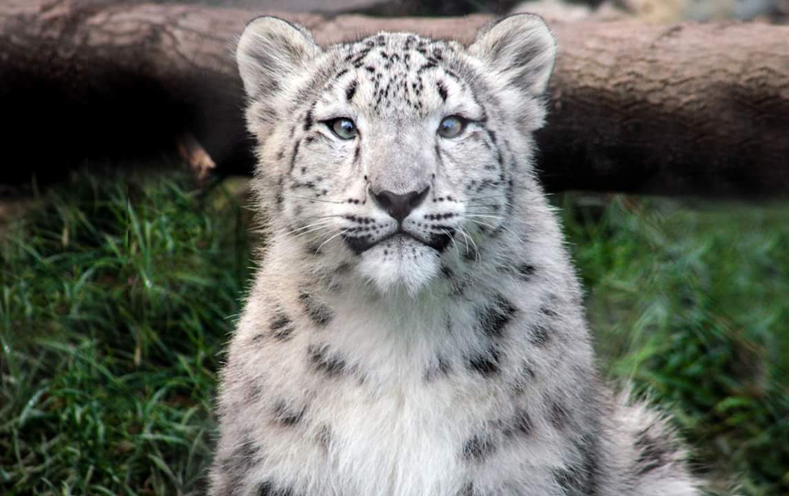 Oct. 2018 - Asian Highlands (New! 2018) - Snow Leopard Cub
