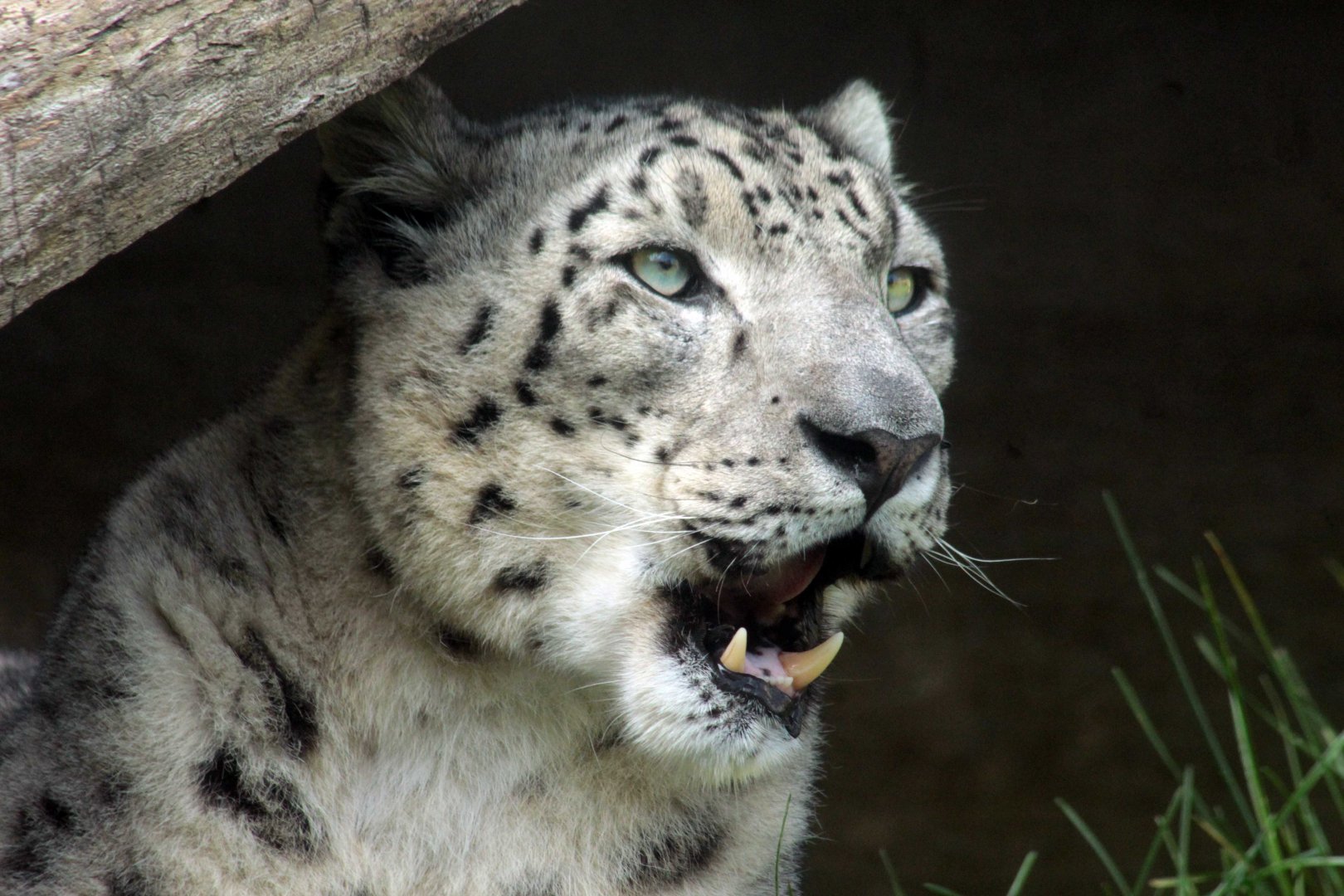 Oct. 2018 - Asian Highlands (New! 2018) - Snow Leopard