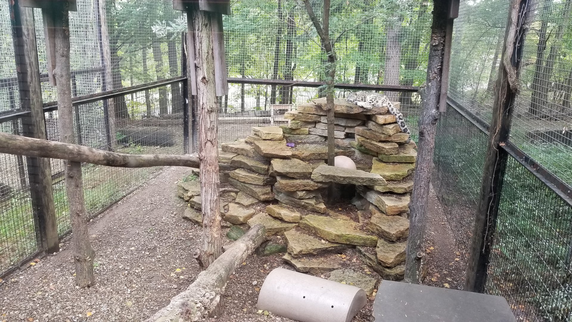 Oct. 2018 - Primates, Cats, & Aquatics - Snow Leopard Still in Here...