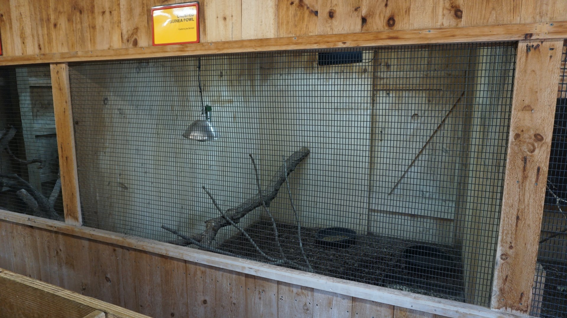 Oct. 2018 - Raptor Barn - Kenyan Crested Guineafowl Exhibit