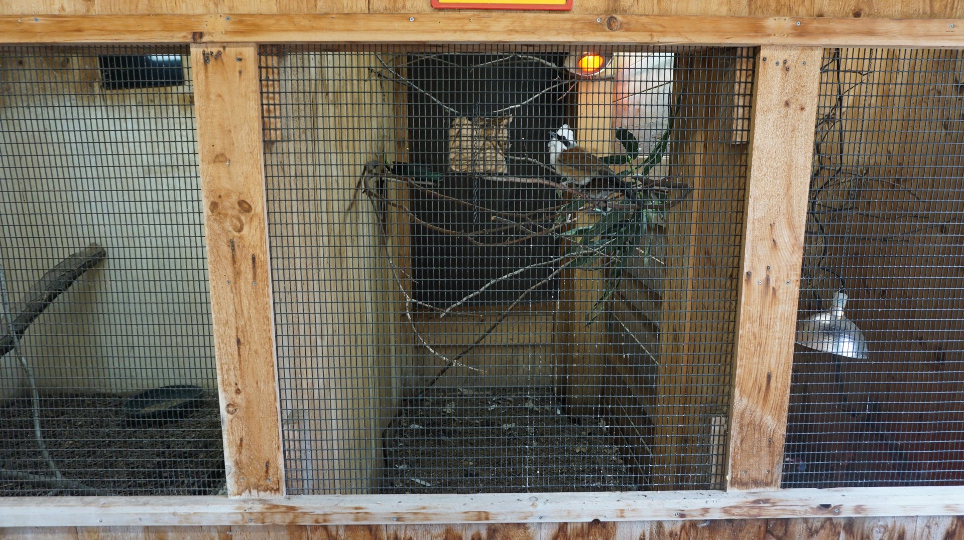 Oct. 2018 - Raptor Barn - White-crested Laughing Thrush Exhibit