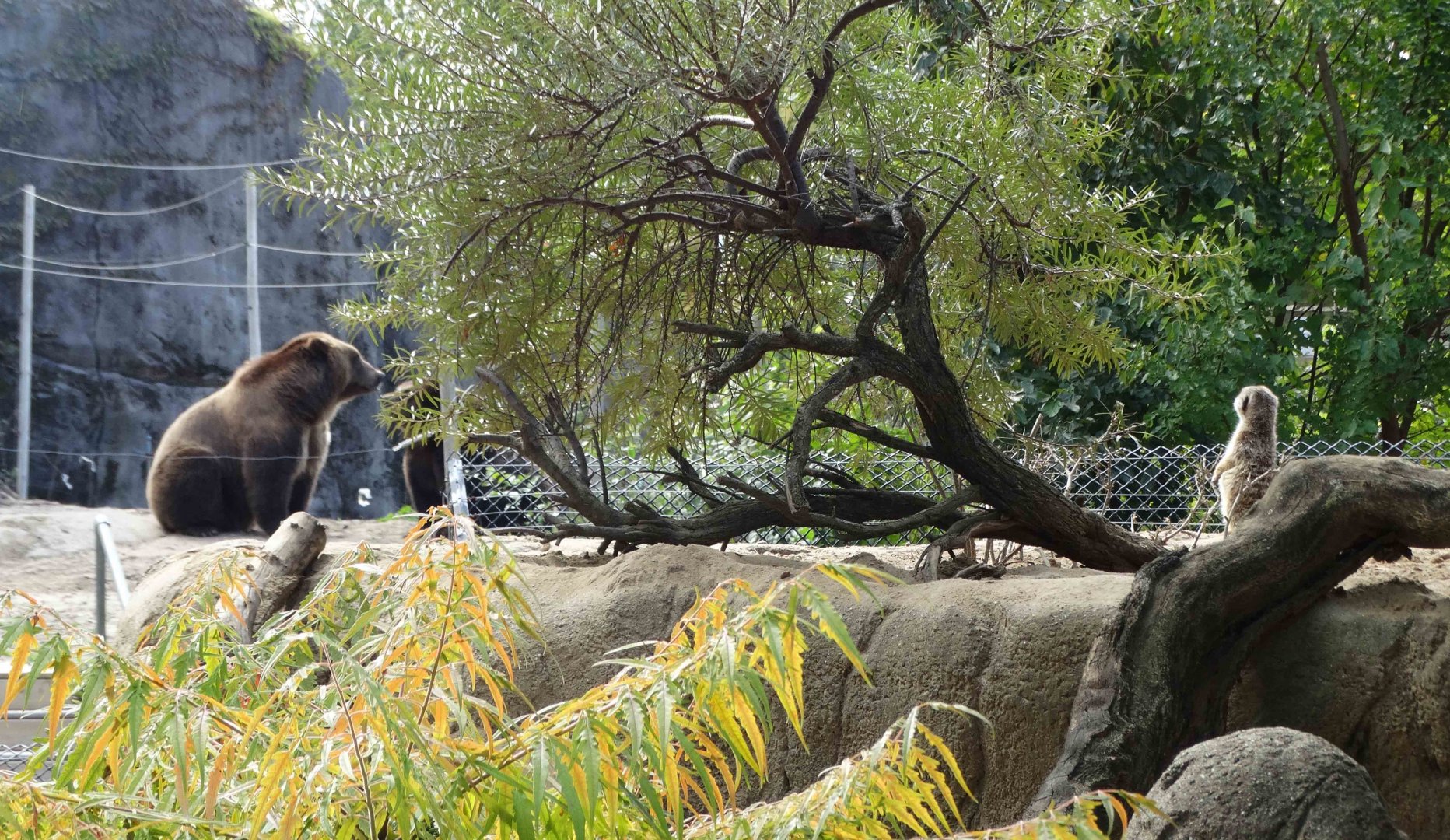 Oct. 2018 - Tembo Trail - Meerkat & Brown Bear