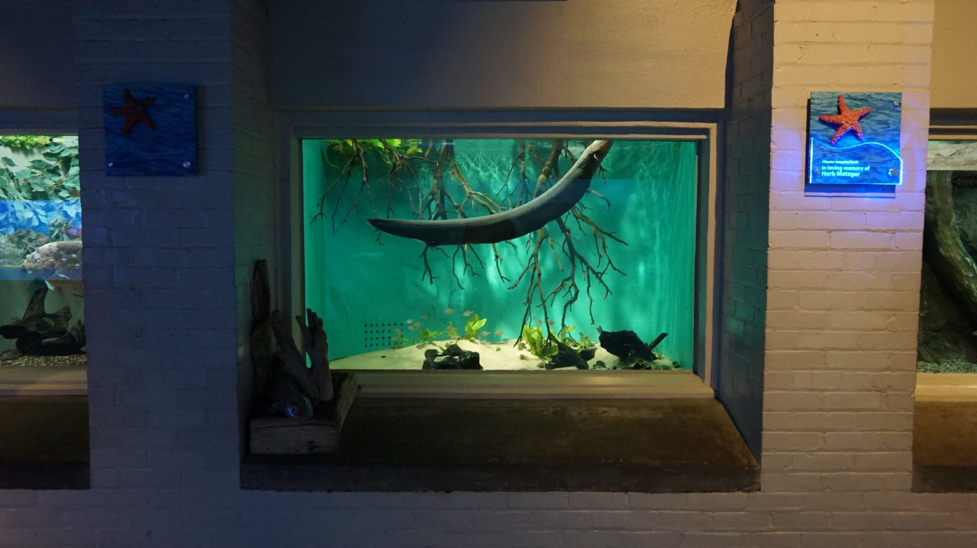 Oct. 2018 - The Aquarium - Electric Eel Exhibit