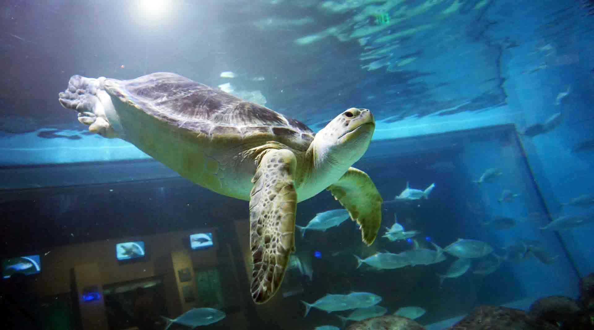 Oct. 2018 - The Aquarium - Green Sea Turtle (Tink)