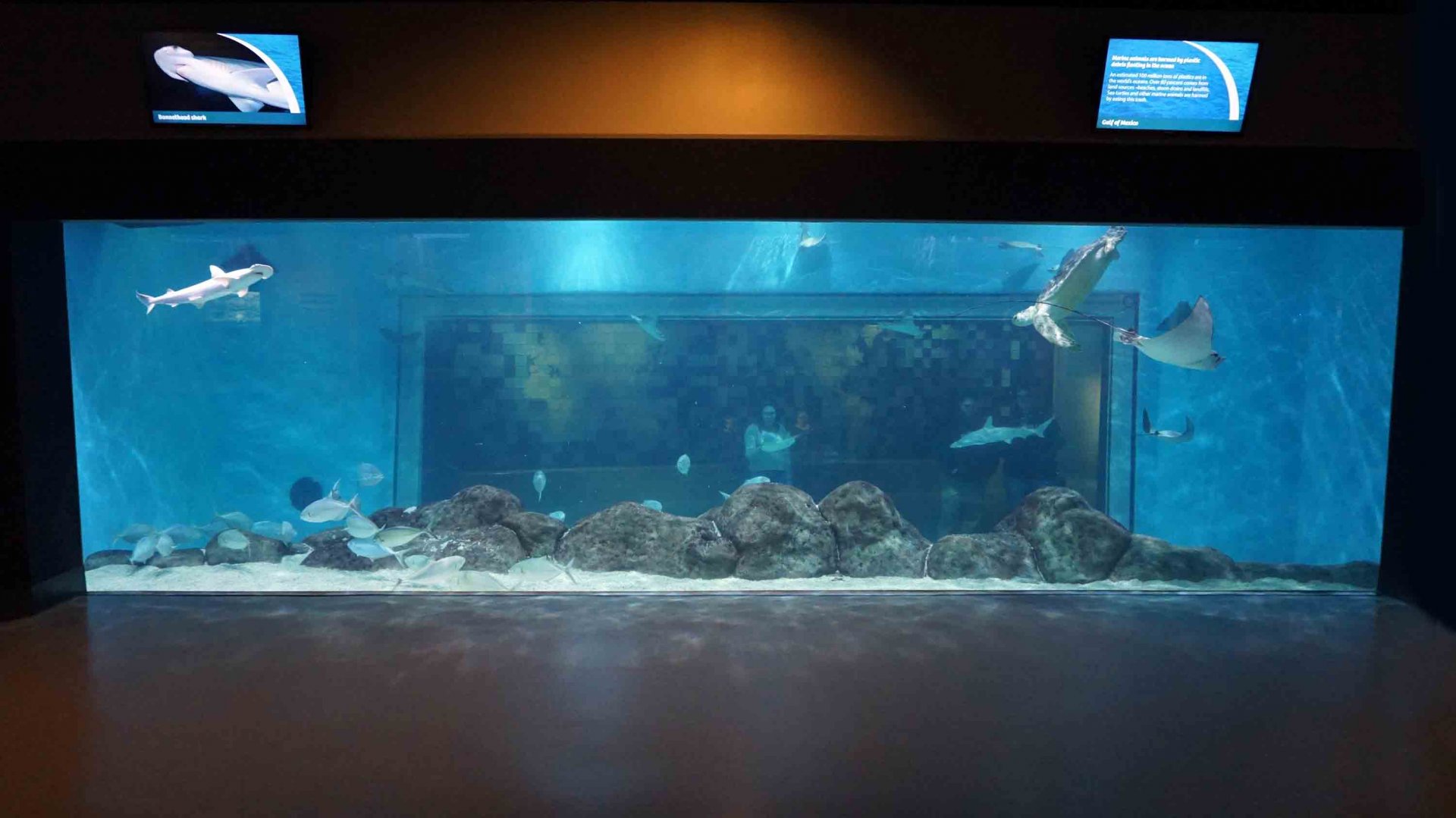 Oct. 2018 - The Aquarium - Gulf of Mexico (35,000 Gallons)