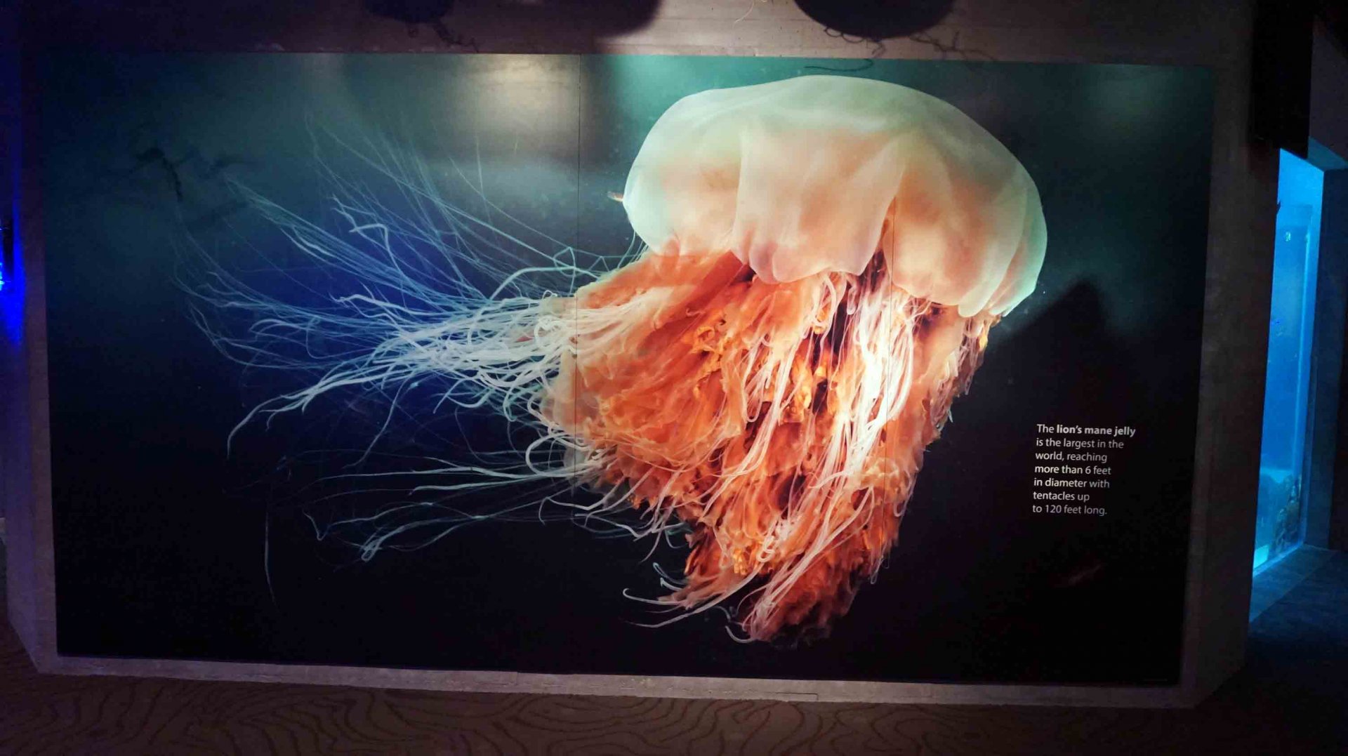 Oct. 2018 - The Aquarium - Lion's Mane Jellyfish