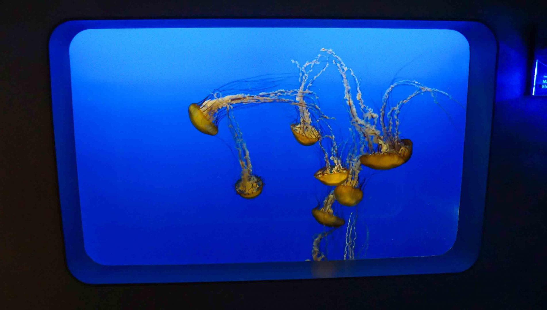 Oct. 2018 - The Aquarium - Pacific Sea Nettle Tank