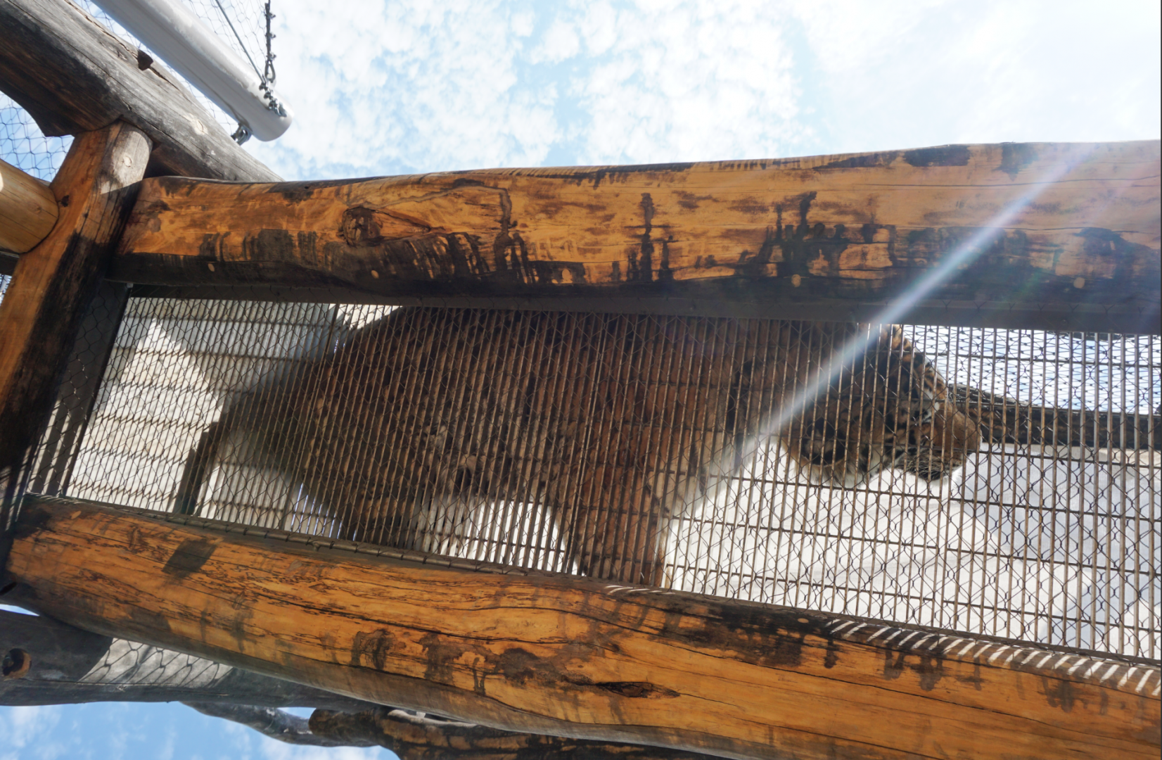 Oct. 2018 - Tiger Passage - Tiger Above