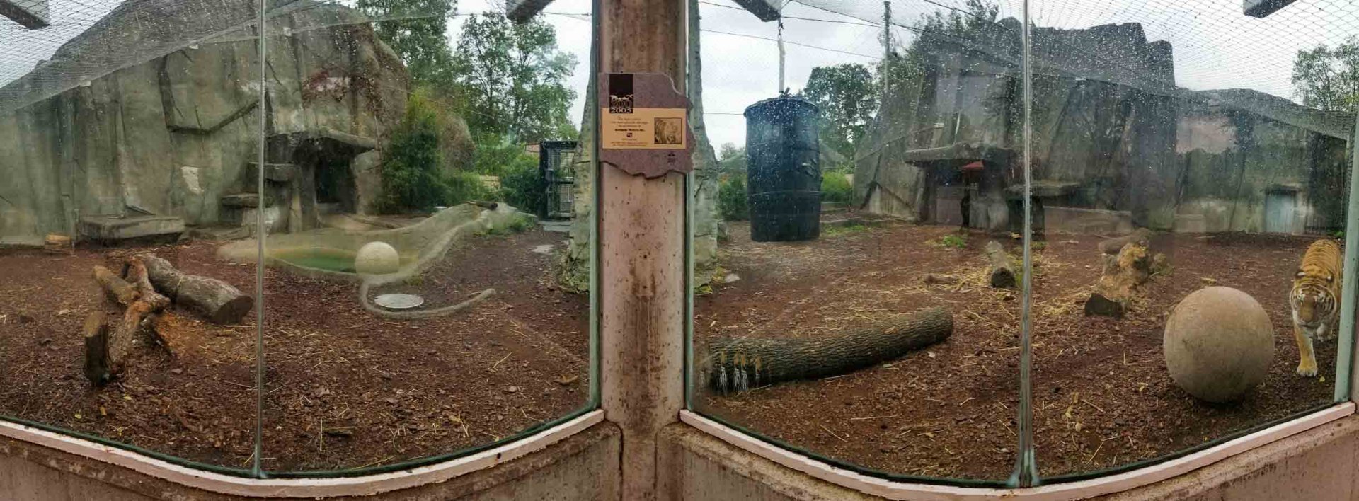 Oct. 2018 - Tiger Terrace - Amur Tiger Exhibit Panorama