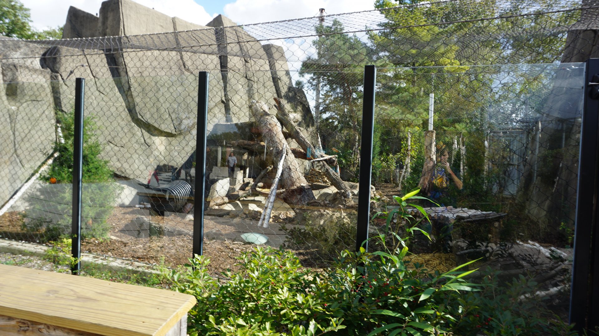 Oct. 2018 - Tiger Terrace - Cougar Exhibit