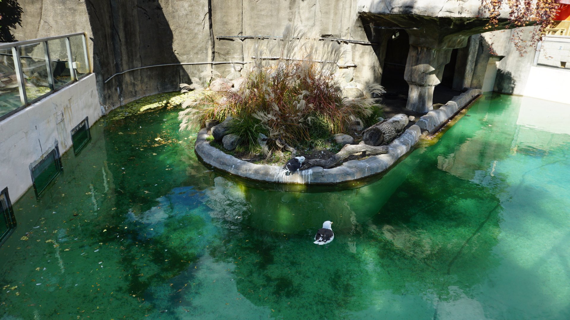 Oct. 2018 - Tiger Terrace - Great Black-backed Gull Exhibit
