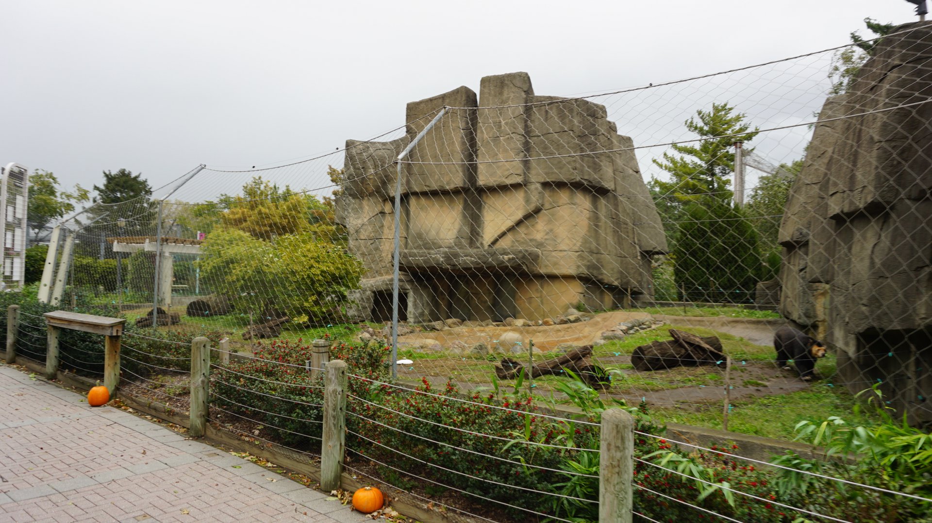 Oct. 2018 - Tiger Terrace - Spectacled Bear Exhibit