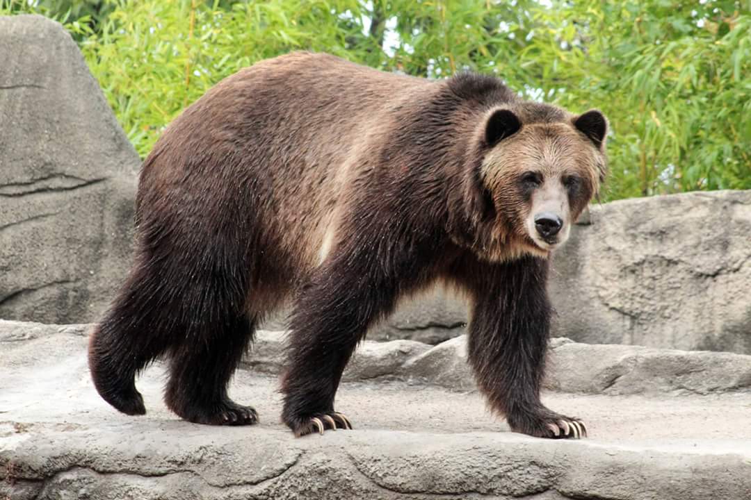 Oct. 2018 - Wilderness Trek - Grizzly Bear