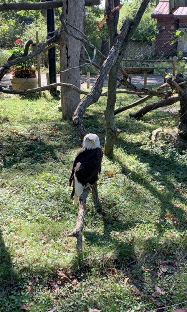 Oct. 2019 - Bald eagle