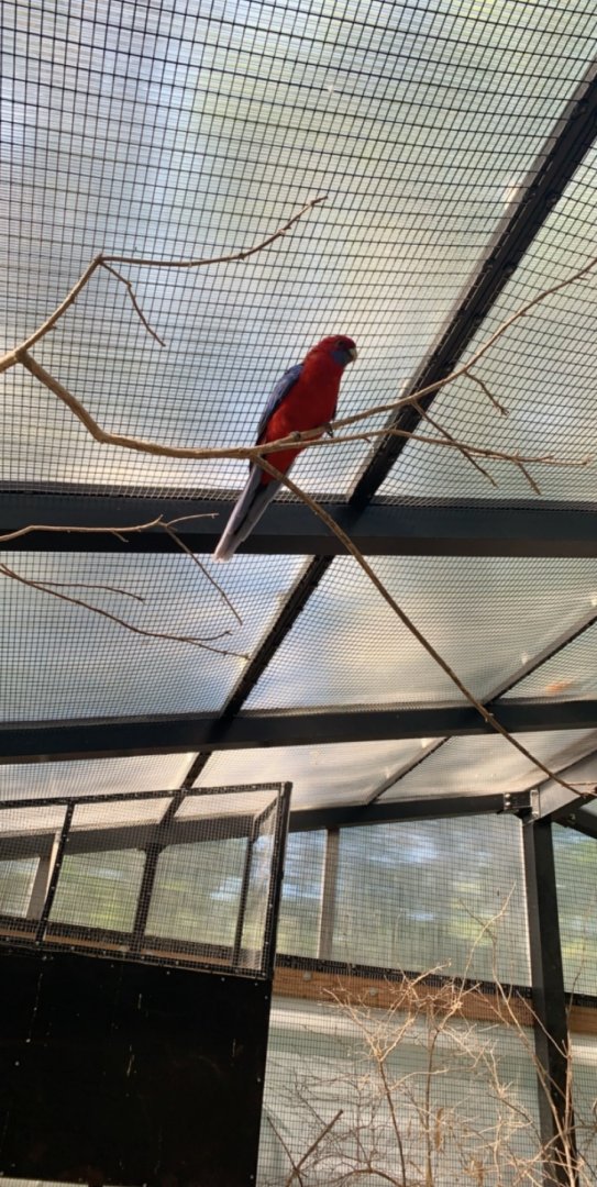 Oct. 2019 - Crimson rosella