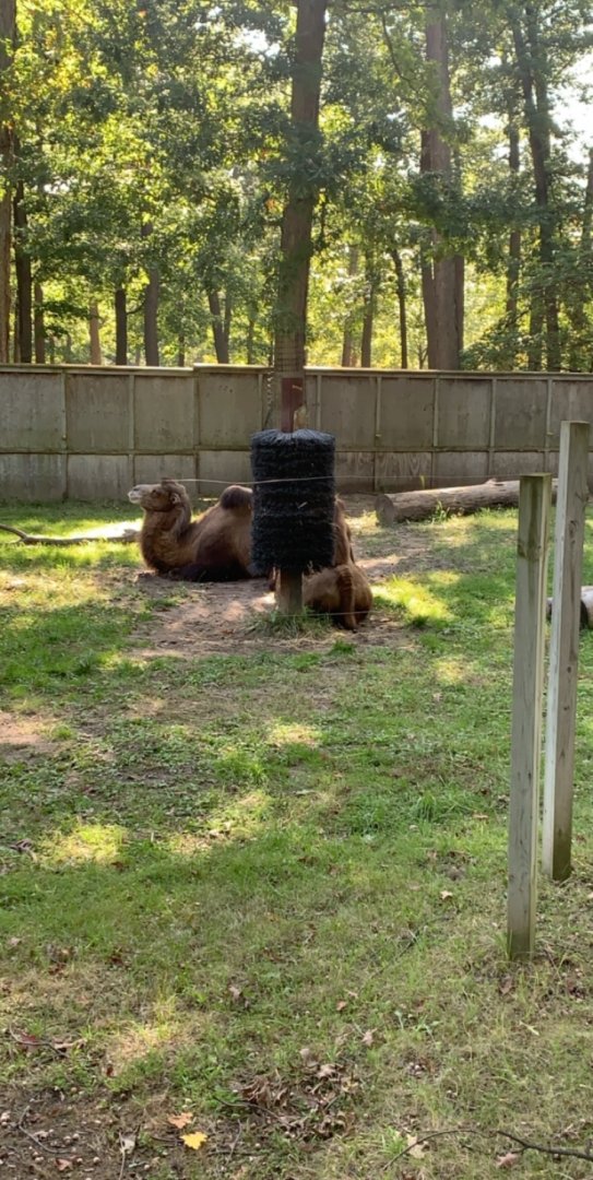 Oct. 2019 - Domestic Bactrian camel