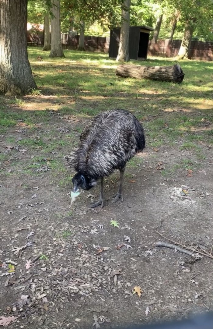 Oct. 2019 - Emu