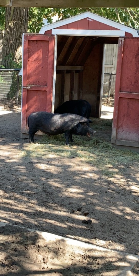 Oct. 2019 - Guinea hog