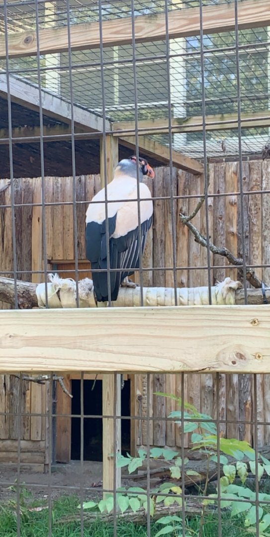 Oct. 2019 - King vulture