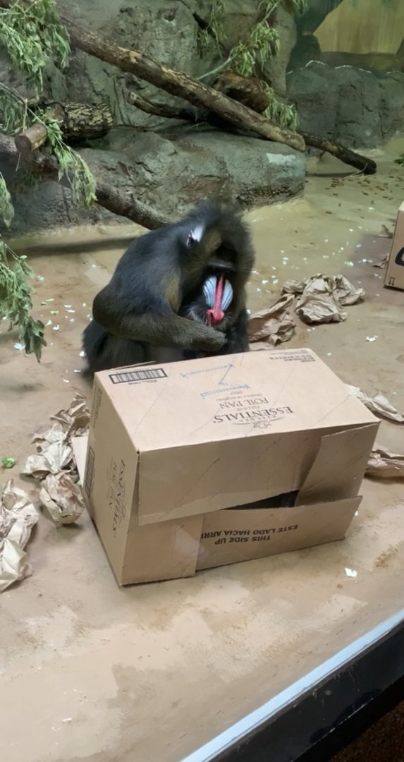 Oct. 2019 - Mandrill