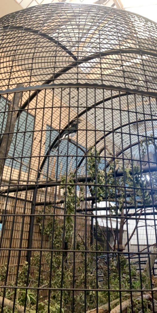 Oct. 2019 - Trumpeter hornbill