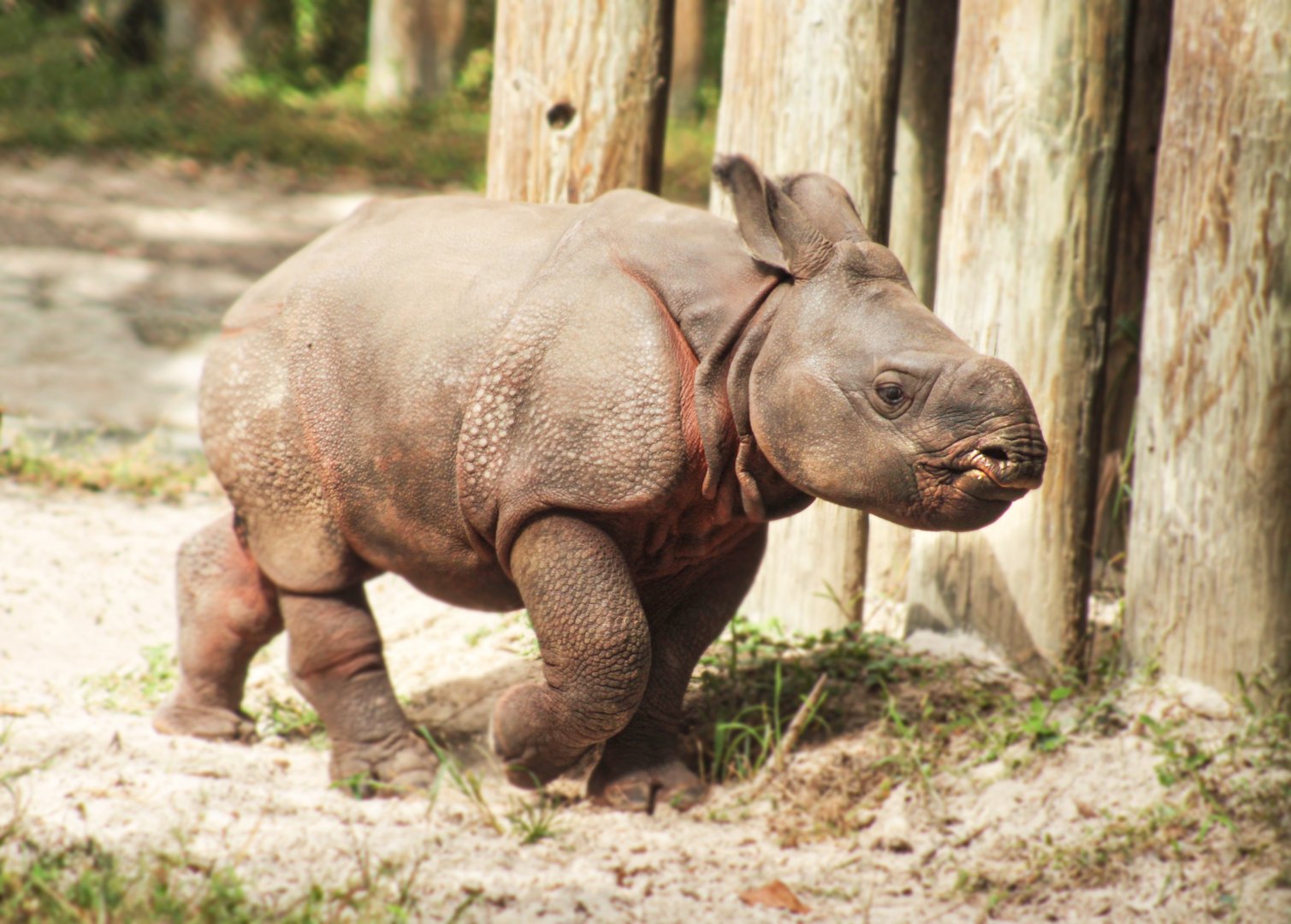 Oct. 2020 - Asian Gardens - Baby Indian Rhino (Gronk)