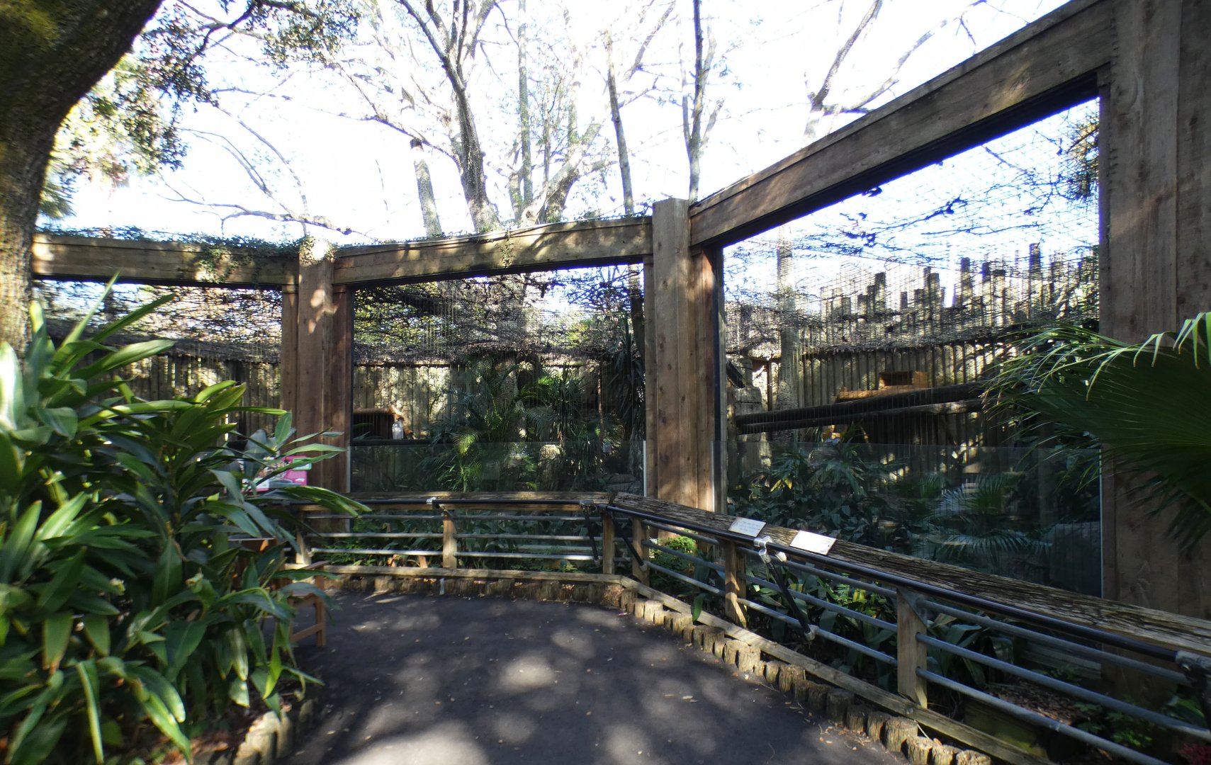 Oct. 2020 - Asian Gardens - Clouded Leopard Exhibit