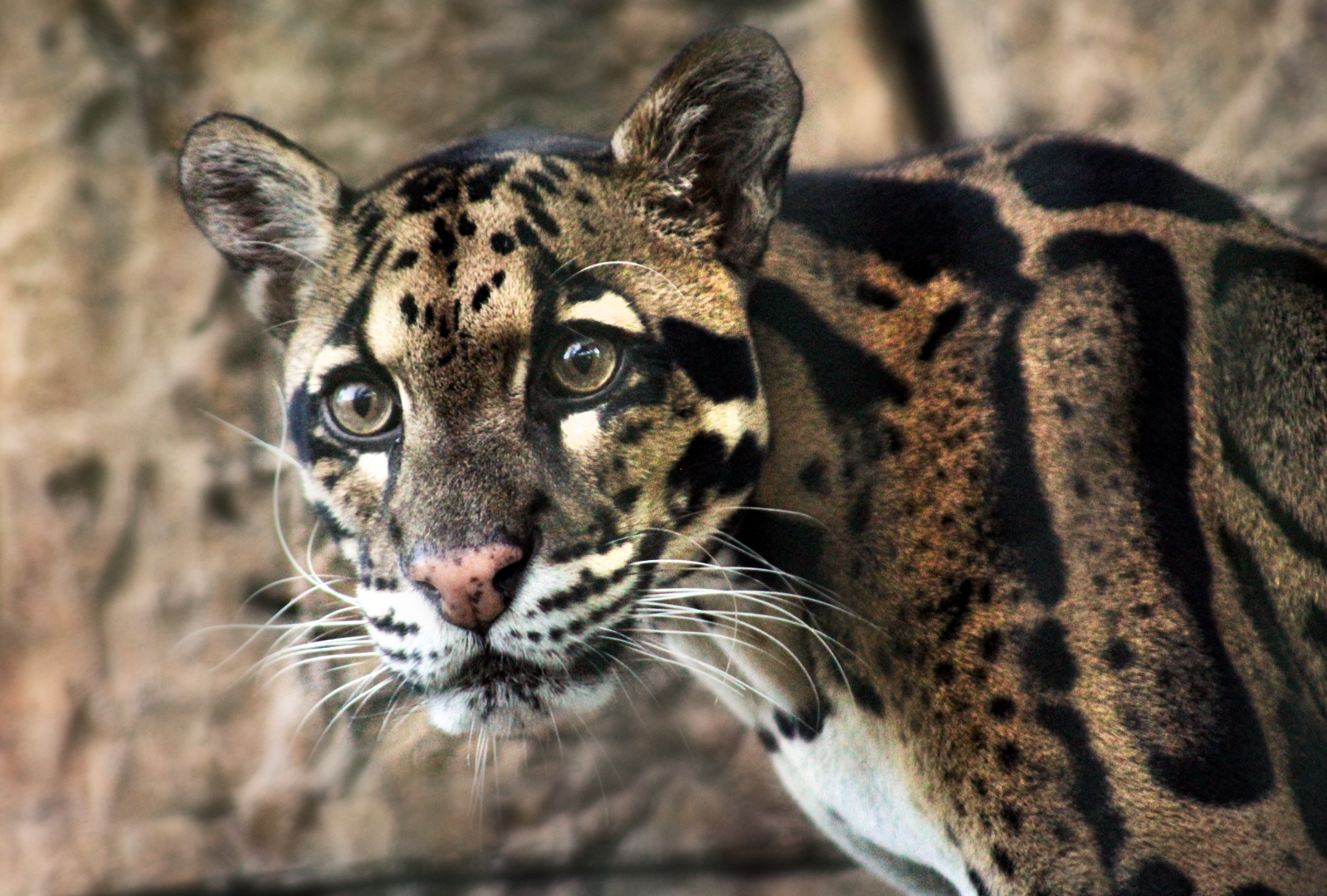 Oct. 2020 - Asian Gardens - Clouded Leopard