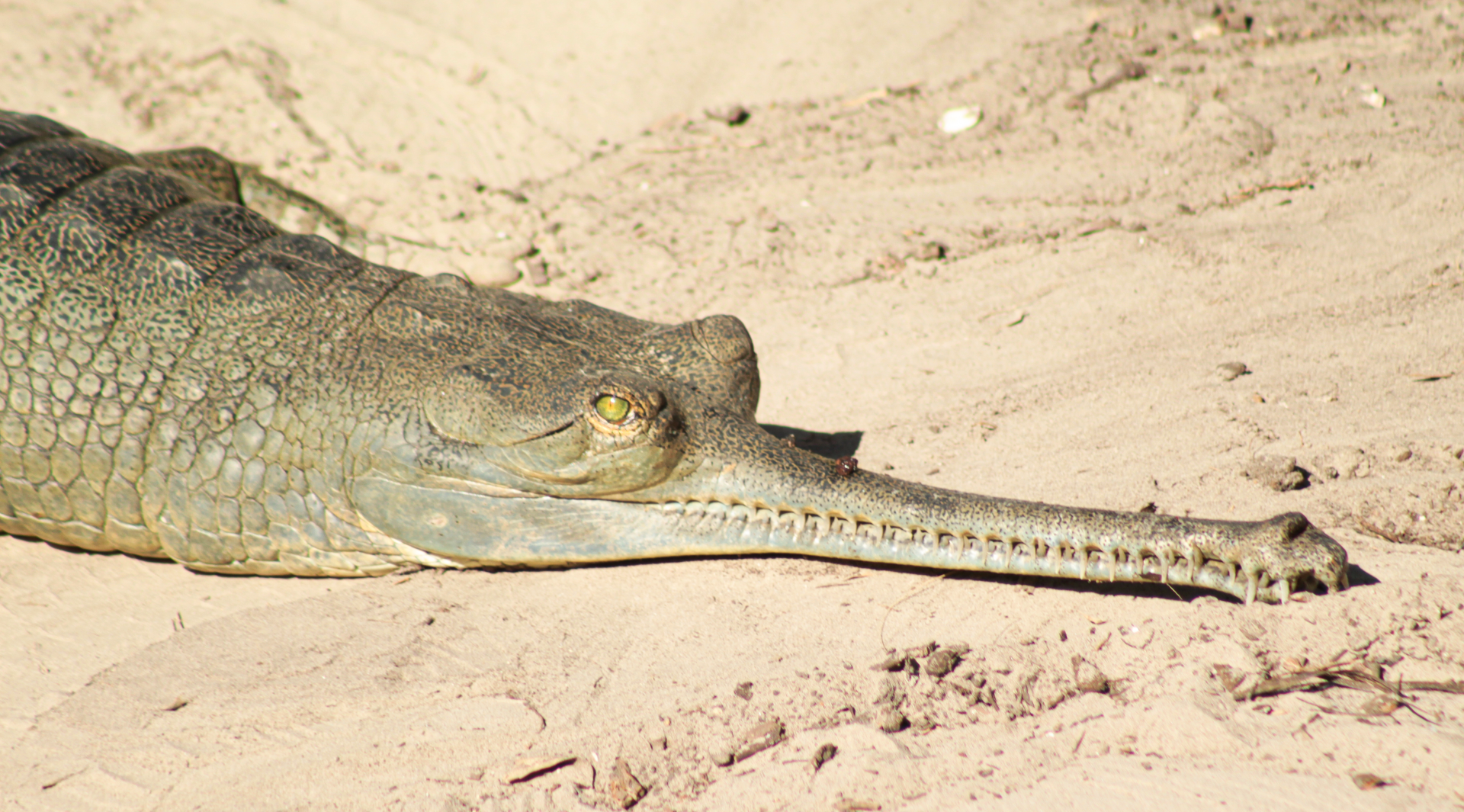Oct. 2020 - Asian Gardens - Indian Gharial