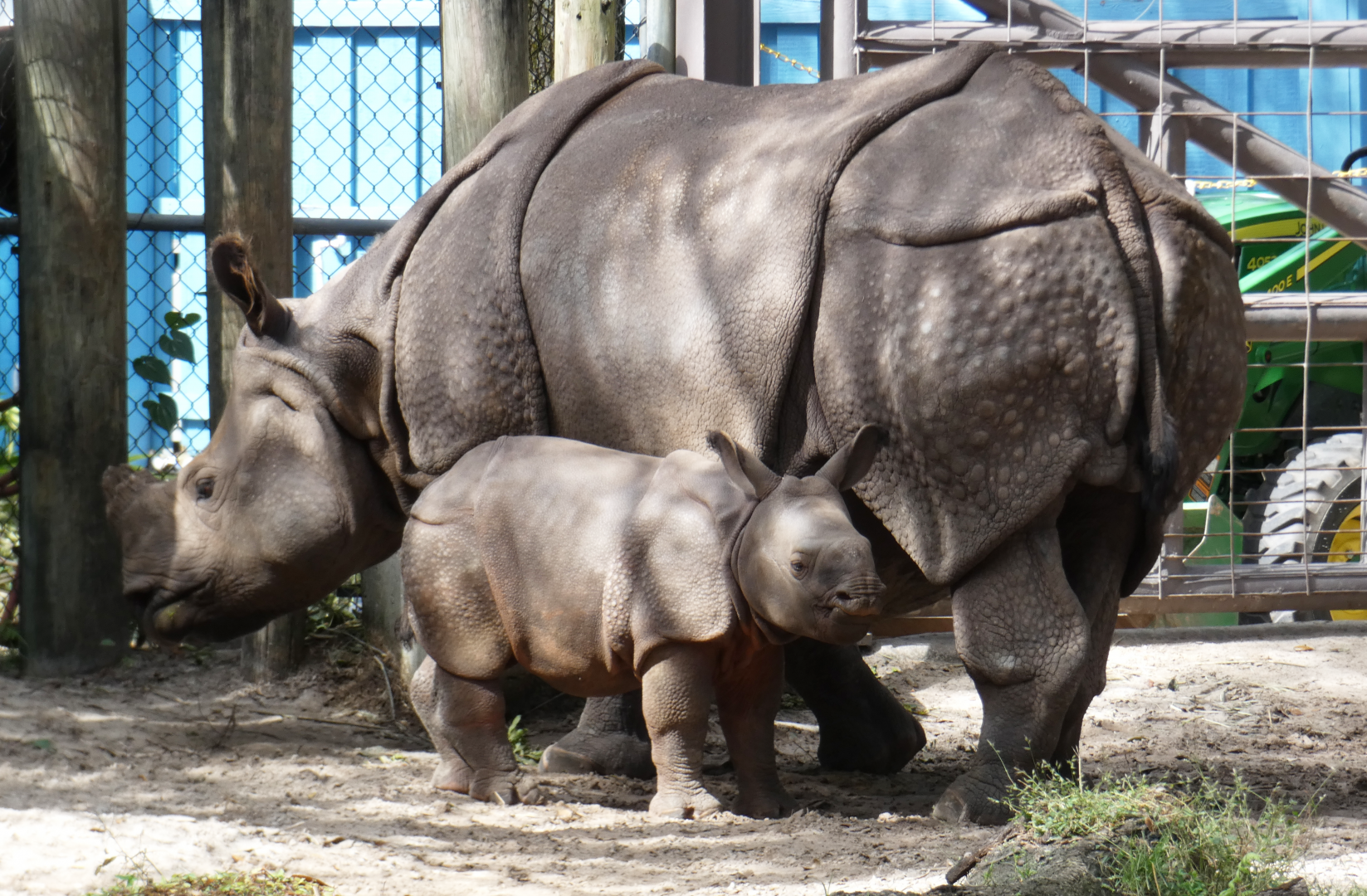 Oct. 2020 - Asian Gardens - Indian Rhinos (Jaime & Gronk)