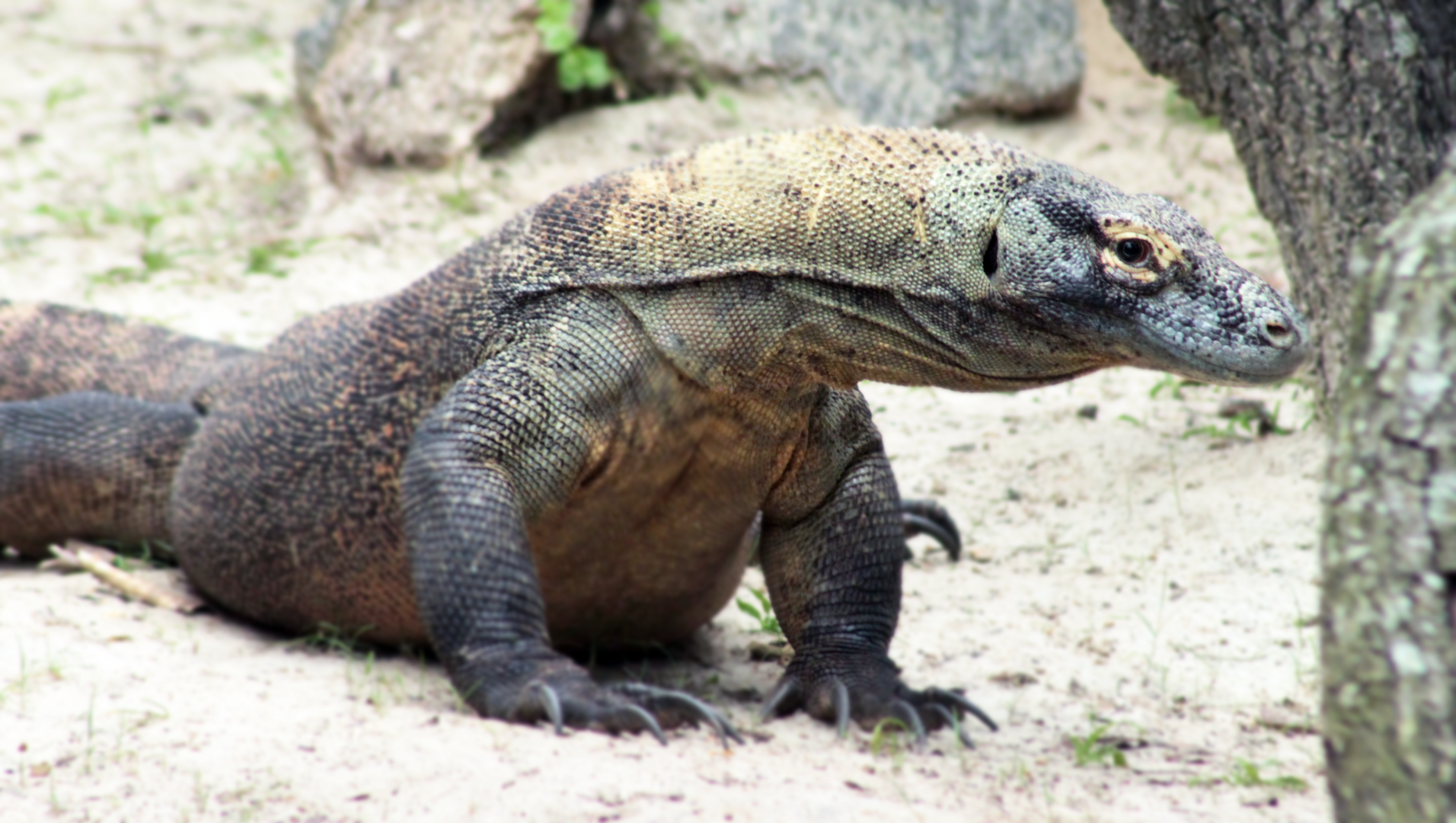 Oct. 2020 - Asian Gardens - Komodo Dragon