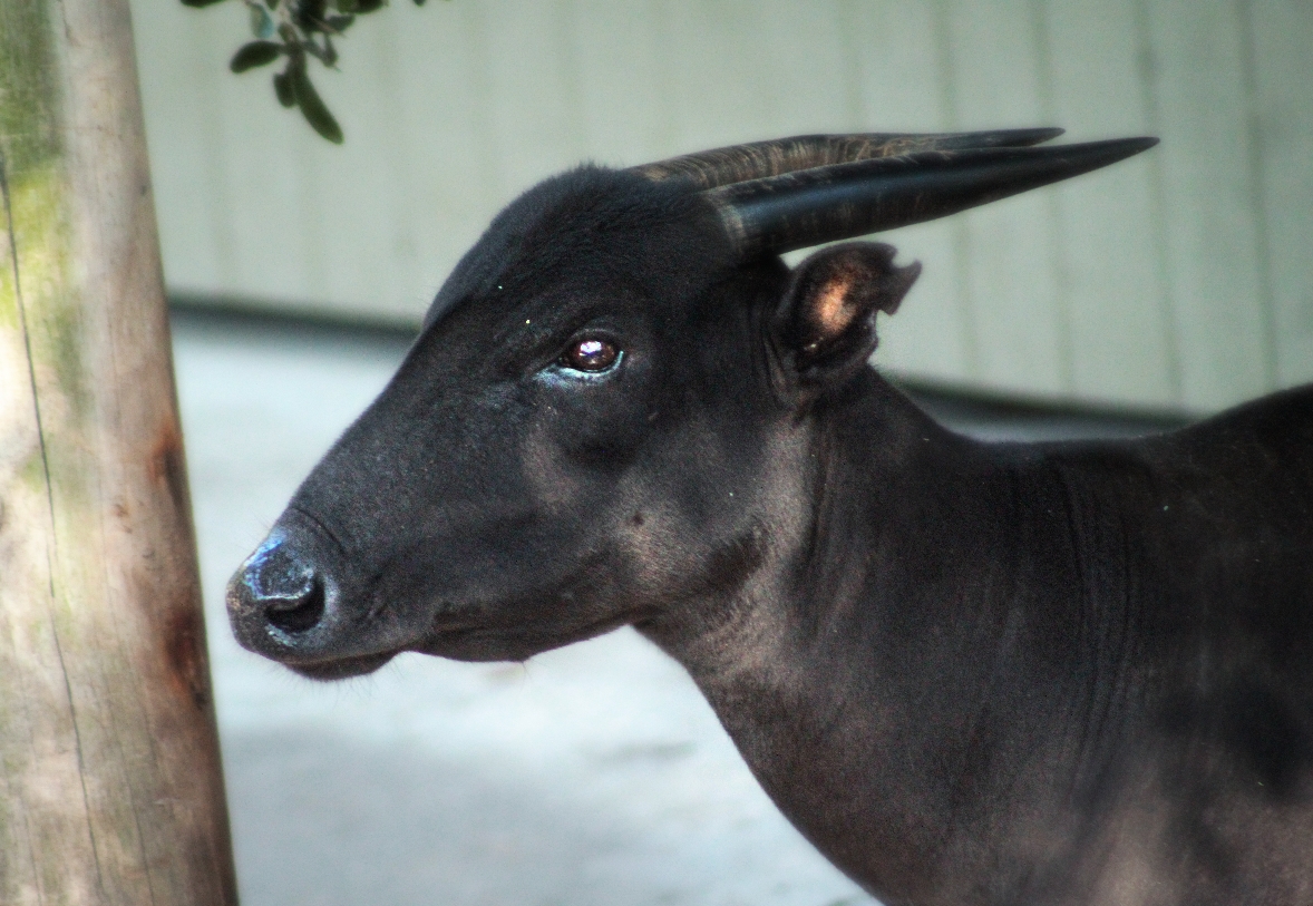 Oct. 2020 - Asian Gardens - Lowland Anoa
