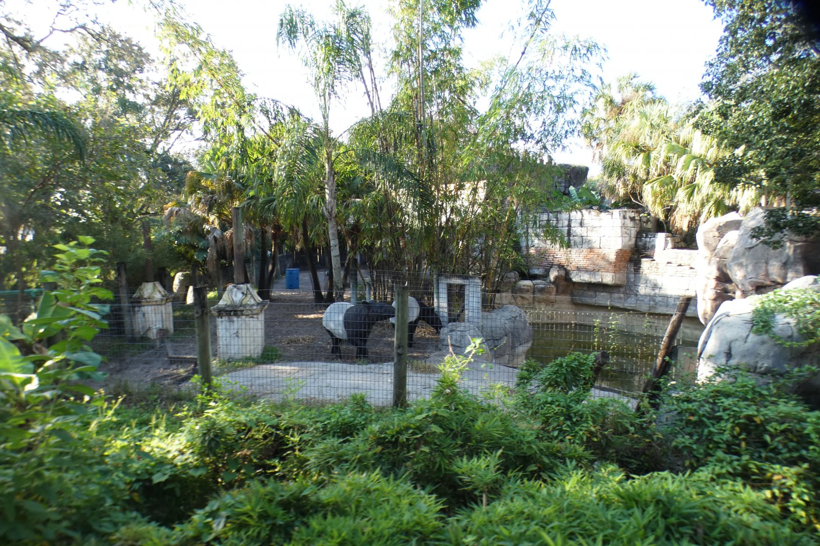 Oct. 2020 - Asian Gardens - Malayan Tapir Exhibit