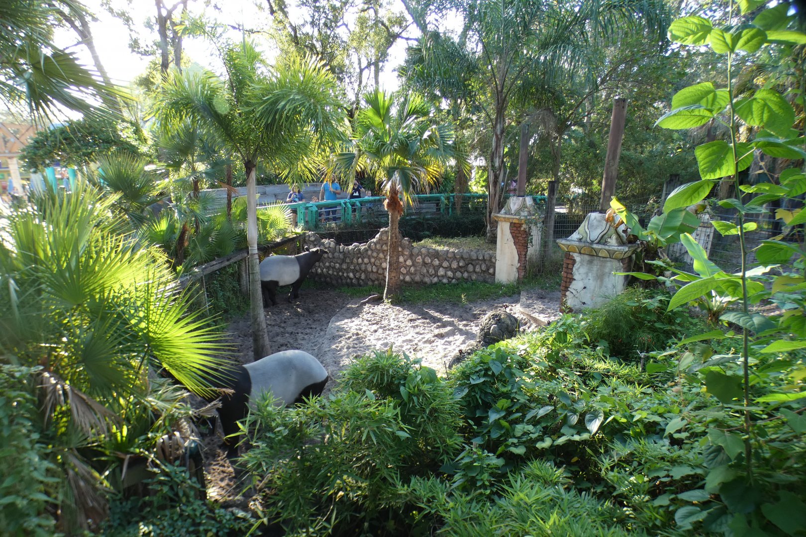 Oct. 2020 - Asian Gardens - Malayan Tapir Exhibit