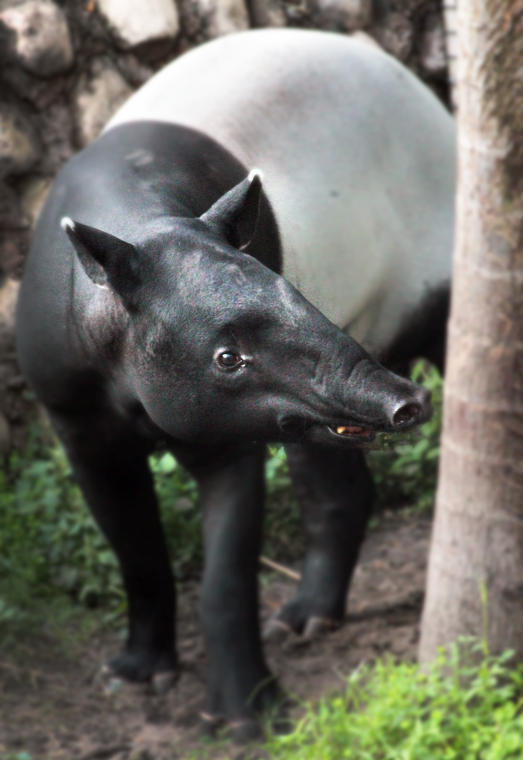 Oct. 2020 - Asian Gardens - Malayan Tapir