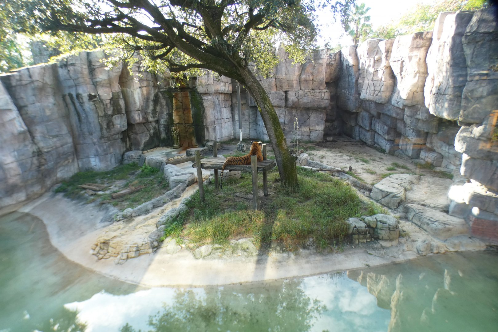 Oct. 2020 - Asian Gardens - Malayan Tiger Exhibit