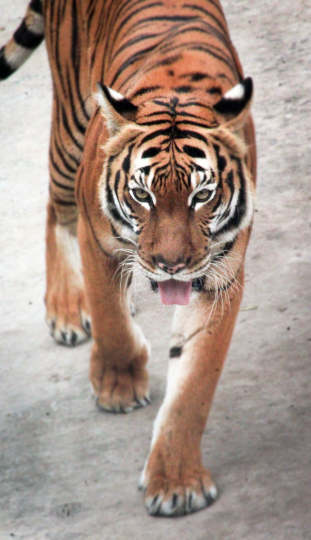 Oct. 2020 - Asian Gardens - Malayan Tiger