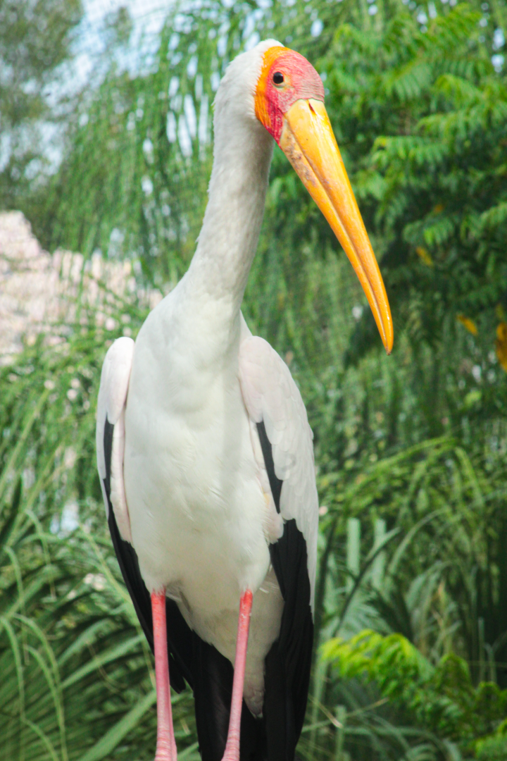 Oct. 2020 - Asian Gardens - Yellow-billed Stork