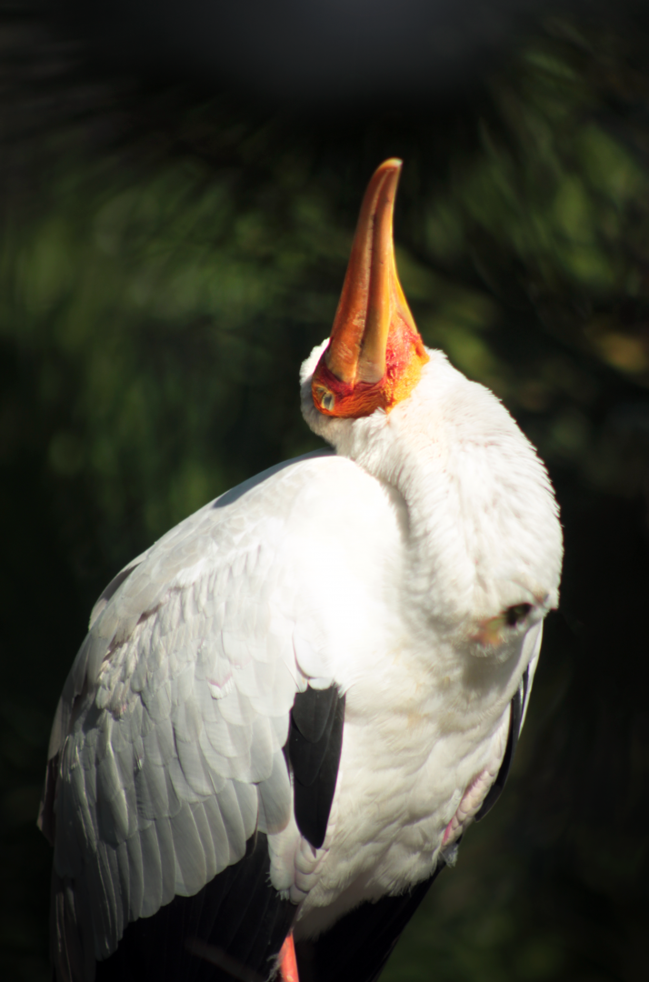 Oct. 2020 - Asian Gardens - Yellow-billed Stork