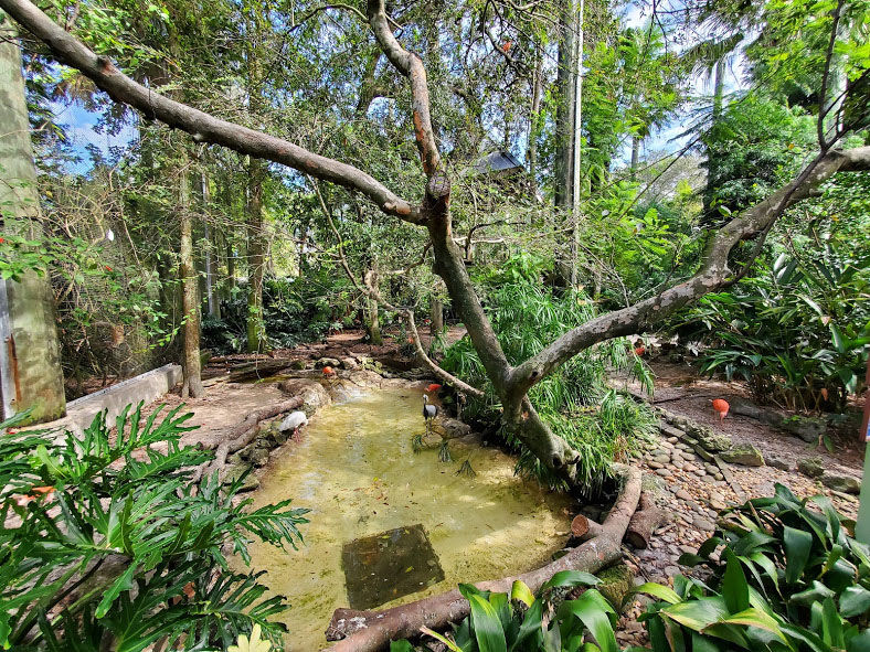 Oct. 2020 - Aviary - First Walk-thru Aviary (15 Species)