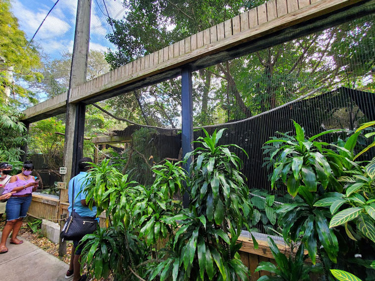 Oct. 2020 - Aviary - Great Indian Hornbill Exhibit