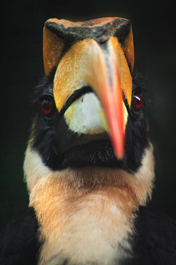 Oct. 2020 - Aviary - Great Indian Hornbill