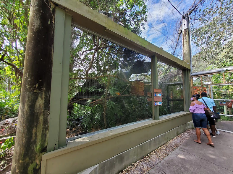 Oct. 2020 - Aviary - Von Der Decken's Hornbill + Tawny Frogmouth Exhibits