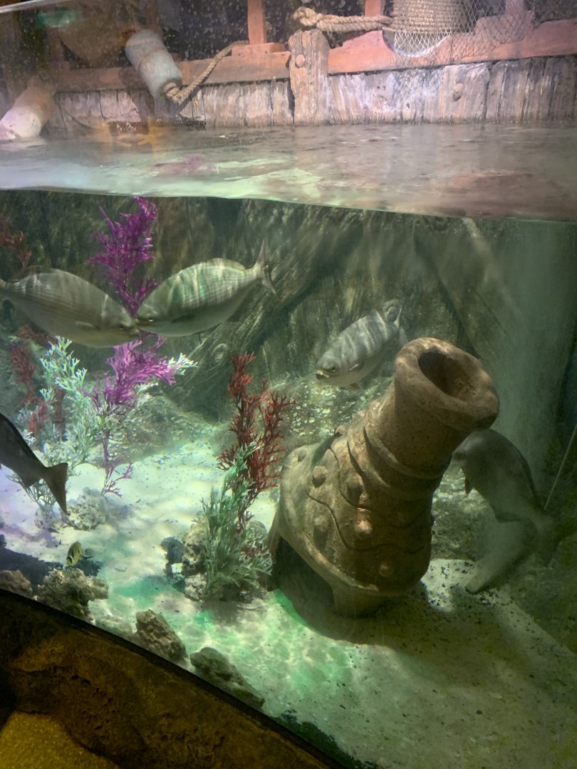 Oct. 2020- Bermuda chub