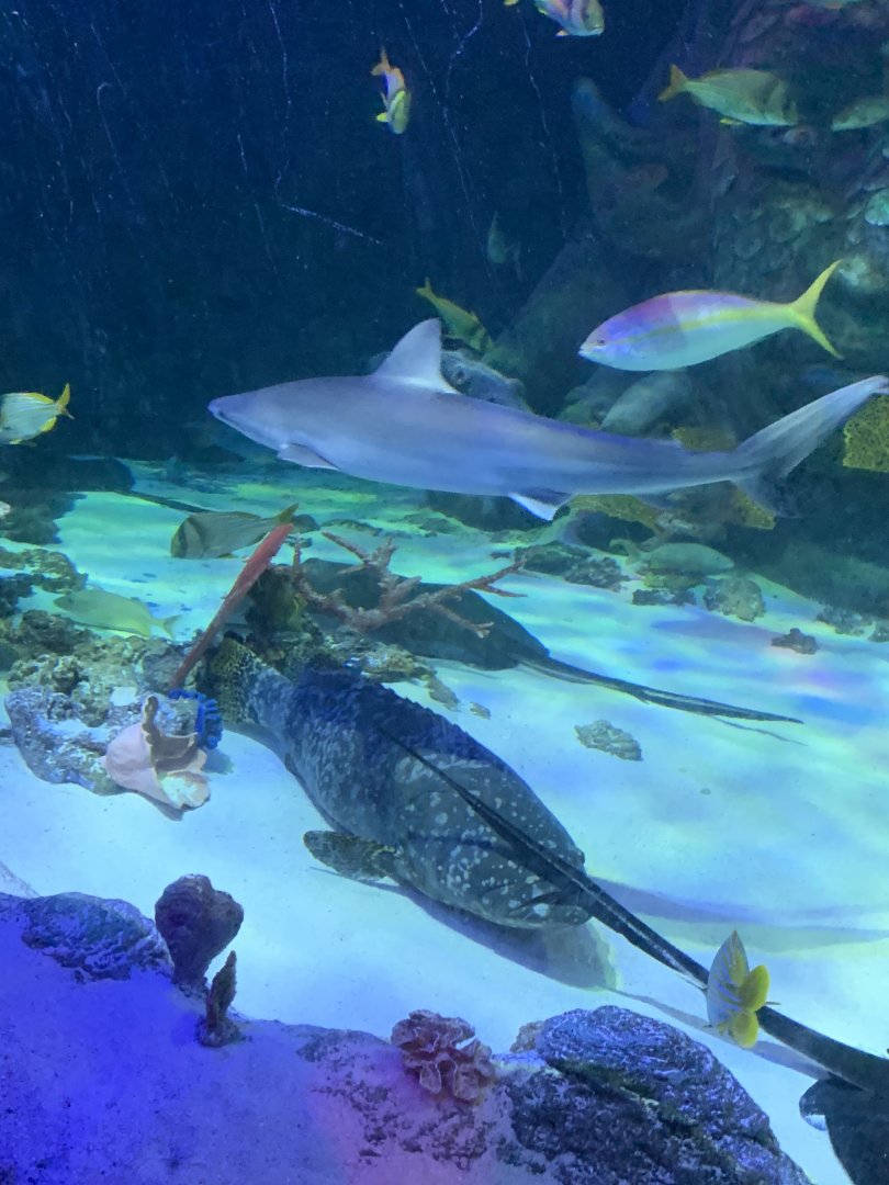 Oct 2020- Blacknose shark, unknown grouper (ID please), and various other fish.