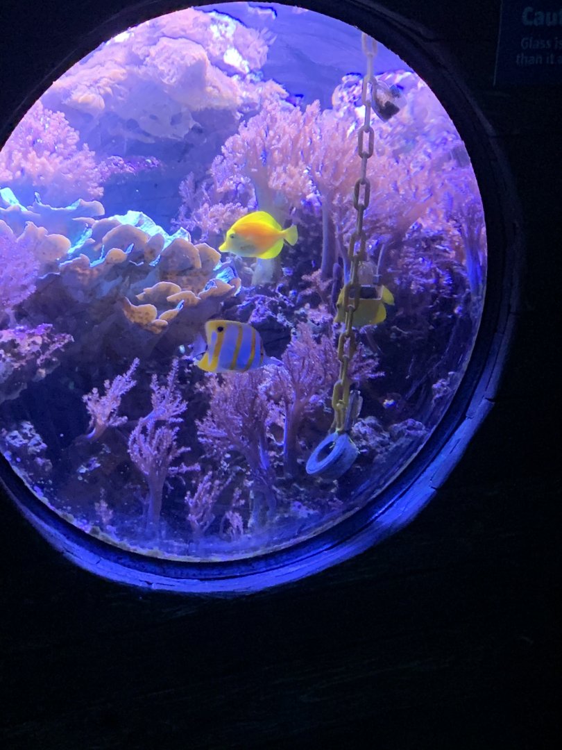 Oct 2020- Coral reef tank back window.