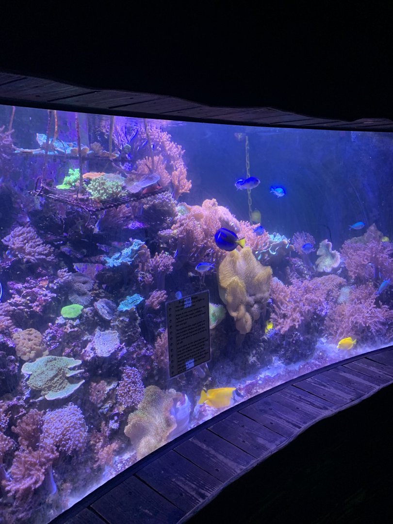 Oct 2020- Coral reef tank