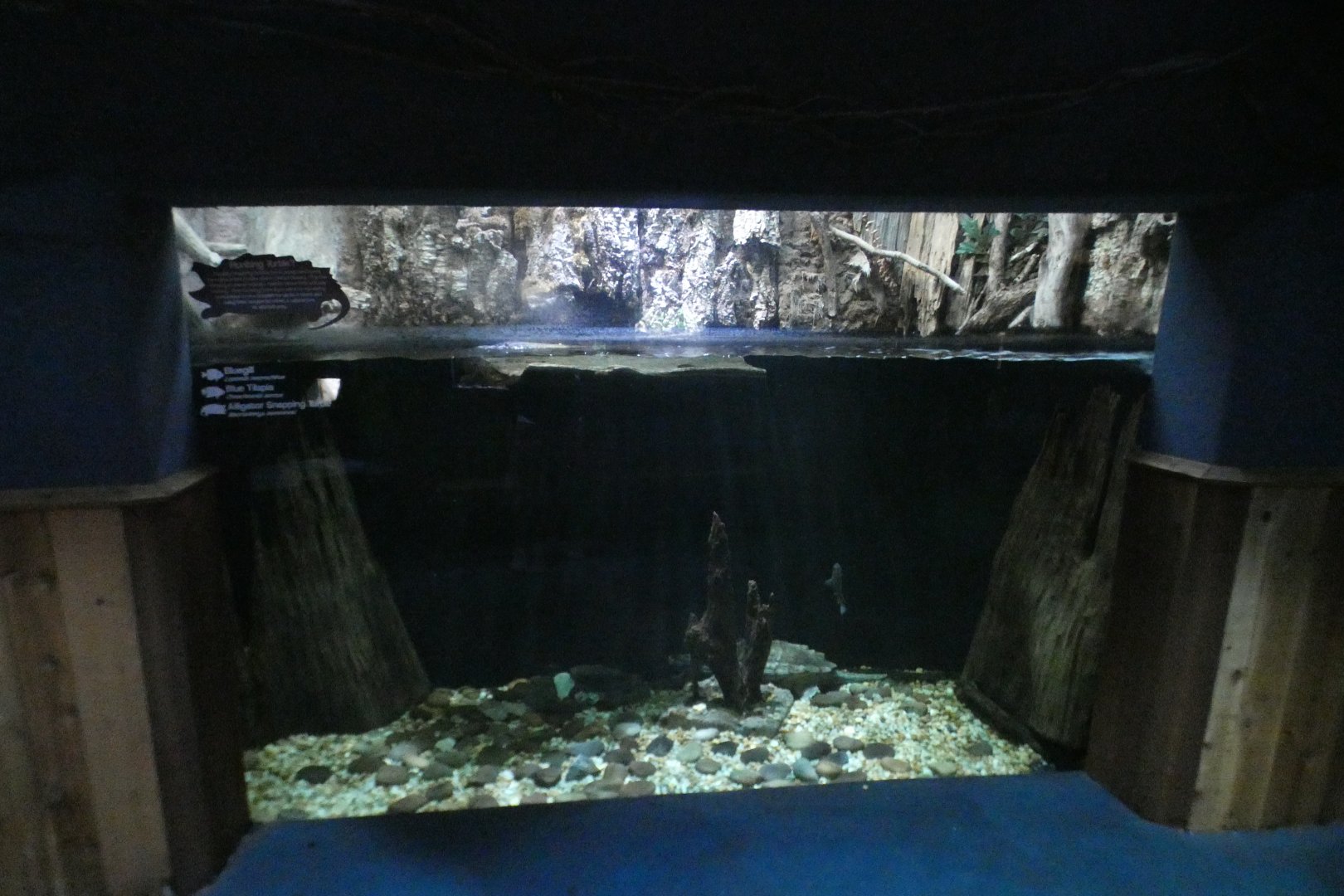 Oct. 2020 - Florida - Alligator Snapping Turtle Exhibit