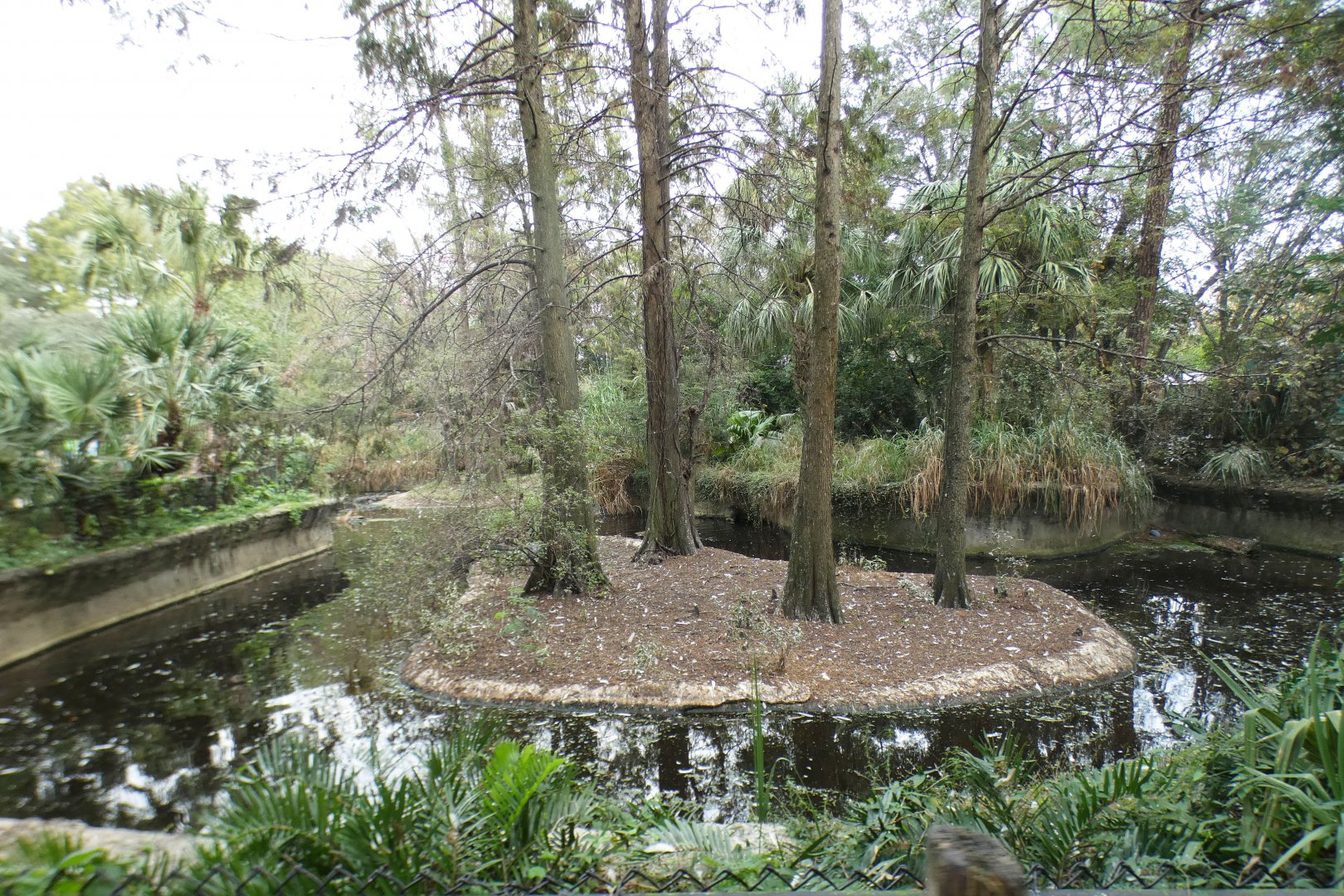 Oct. 2020 - Florida - American Alligator Exhibit