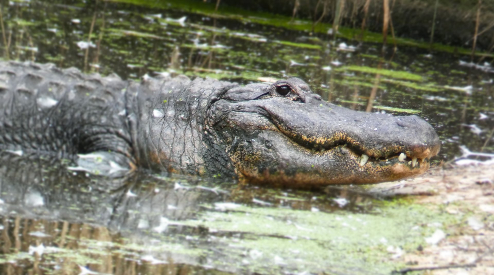 Oct. 2020 - Florida - American Alligator
